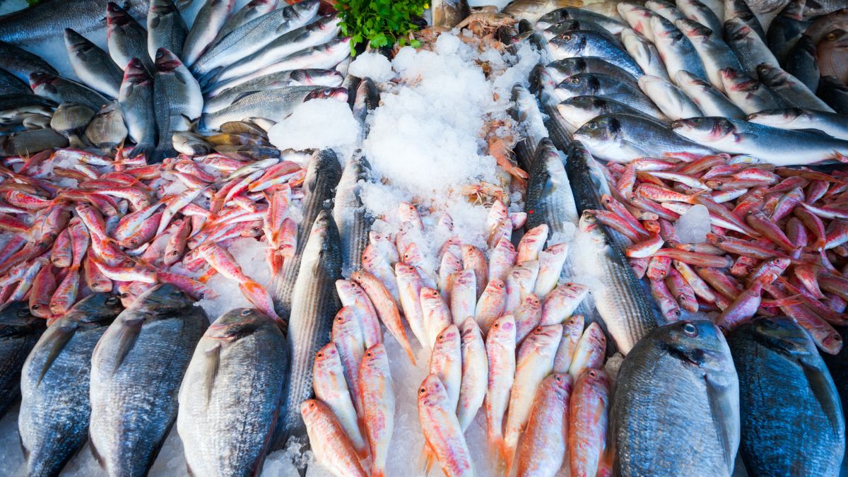 Ad Agosto Pesce fresco a Parma alla RistoPizzeria LUNA BLU: Sapori Autentici e Atmosfera Accogliente | Forno a Legna Musica Parcheggio Wifi Cucina Casalinga e per Bambini Dehors